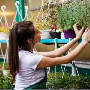 The Benefits of Plant Nurseries Webfreen.com