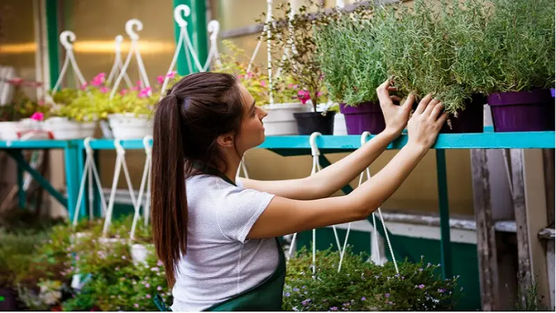 The benefits of plant nurseries webfreen.com